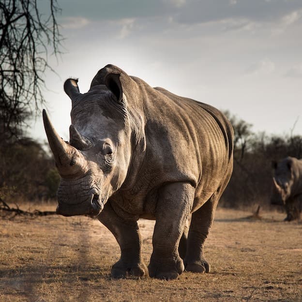 Majestic rhino in wild safari