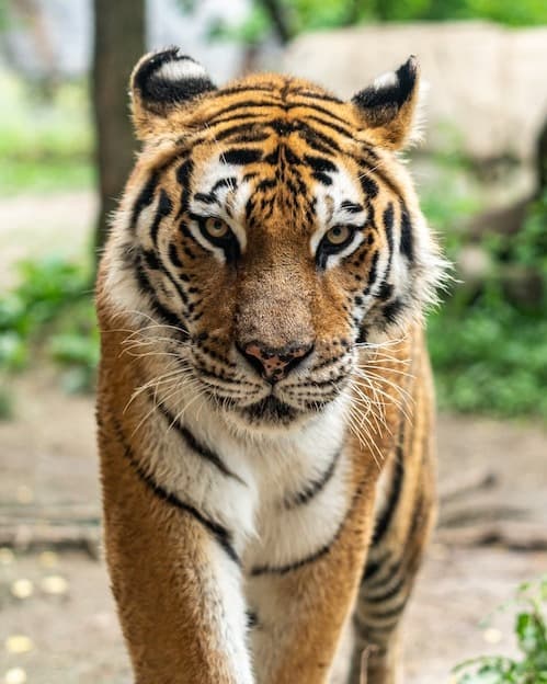 Royal Bengal tiger walking